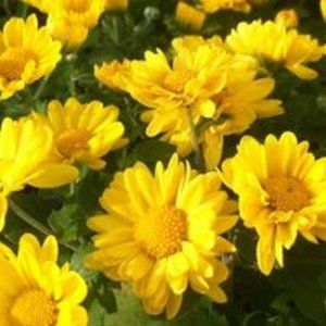 2 LIVE PLANTs HARDY MUMS MICHELLE GOLD 4" Growing Pot Ships NO POT…